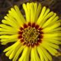 Common Madia (Madia elegans): Not all of the native Common Madia’s have the red ring, some are all yellow.